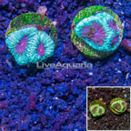 LiveAquaria® Cultured Goniastrea Brain Coral, Two Pack (click for more detail)