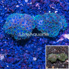 LiveAquaria® Cultured Sympodium Coral, Two Pack (click for more detail)