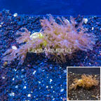 LiveAquaria® Cultured Anthelia Coral, Two Pack (click for more detail)
