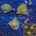 LiveAquaria® Cultured Montipora Coral, Three Pack (click for more detail)