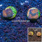 LiveAquaria® Cultured Acan Echinata Coral, Two Pack (click for more detail)