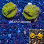 LiveAquaria® Cultured Psammacora Coral, Two Pack (click for more detail)