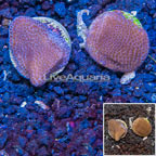 LiveAquaria® Two Pack Cultured Montipora Coral (click for more detail)