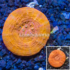 Scolymia Coral Australia (click for more detail)