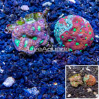 LiveAquaria® Two Pack Cultured Favia Coral (click for more detail)