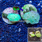 LiveAquaria® Two Pack Cultured Green Cabbage Leather Coral (click for more detail)