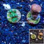 LiveAquaria® Two Pack Cultured Pocilloporal and Blue Ridge Coral (click for more detail)
