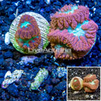 LiveAquaria® Two Pack Cultured Blastomussa Coral (click for more detail)