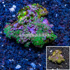 Green Starburst Polyps Vietnam (click for more detail)