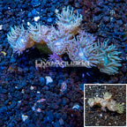Ultra Duncan Coral Australia (click for more detail)