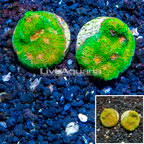 LiveAquaria® Two Pack Cultured Ultra Chalice Coral (click for more detail)