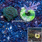 LiveAquaria® Two Pack Cultured Pineapple Tree and Blue Sympodium Coral (click for more detail)