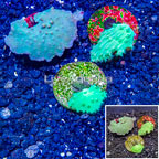 LiveAquaria® Three Pack Cultured Green Cabbage Leather Coral (click for more detail)