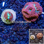 LiveAquaria® Two Pack Cultured Blastomussa Coral (click for more detail)