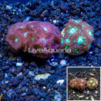 LiveAquaria® Two Pack Cultured Blastomussa Coral (click for more detail)
