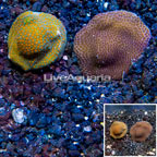 LiveAquaria® Two Pack Cultured Montipora Coral (click for more detail)