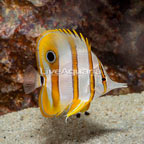 Copperband Butterflyfish (click for more detail)