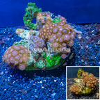 Zoanthus Coral Indonesia (click for more detail)