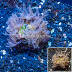 Zoanthus and Waving Hand Coral Combo Rock Indonesia (click for more detail)