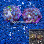 Two Pack Zoanthus Coral Indonesia (click for more detail)