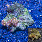 Zoanthus Coral Indonesia (click for more detail)