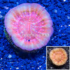 Scolymia Coral Australia (click for more detail)