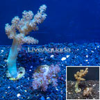 LiveAquaria® Two Pack Cultured Pineapple Tree Coral (click for more detail)