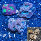 LiveAquaria® Three Pack Cultured Goniastrea Coral (click for more detail)