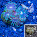 LiveAquaria® Cultured Ultra Duncan Coral (click for more detail)