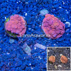 LiveAquaria® Two Pack Cultured Cyphastrea Frag (click for more detail)