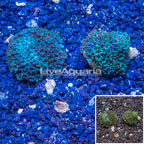 LiveAquaria® Two Pack Cultured Sympodium Coral (click for more detail)