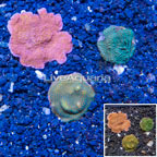 LiveAquaria® Three Pack Cultured Montipora Coral (click for more detail)