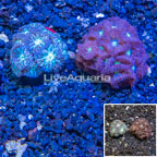 LiveAquaria® Two Pack Cultured Blastomussa Coral (click for more detail)
