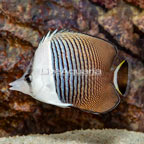 Whiteface Butterflyfish (click for more detail)