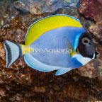 Powder Blue Tang (click for more detail)