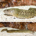 Richardson's Moray Eel (click for more detail)