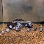Koi Angelfish 12 Lot (click for more detail)