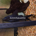 Upside-Down Catfish  (click for more detail)
