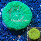 Scolymia Coral Australia (click for more detail)