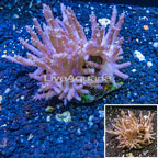 Tree Coral Indonesia (click for more detail)