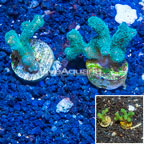 LiveAquaria® Two Pack Cultured Stylophora Coral (click for more detail)