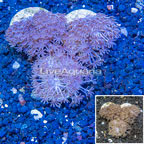 LiveAquaria® Three Pack Cultured Xenia Coral (click for more detail)