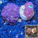 LiveAquaria® Two Pack Cultured Blastomussa Coral (click for more detail)