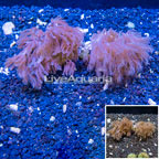 LiveAquaria® Two Pack Cultured Anthelia Coral (click for more detail)