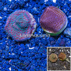 LiveAquaria® Two Pack Cultured Montipora Coral (click for more detail)
