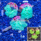 LiveAquaria® Three Pack Cultured Green Cabbage Leather Coral (click for more detail)