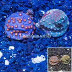 LiveAquaria® Two Pack Cultured Cyphastrea Frag (click for more detail)