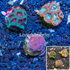 LiveAquaria® Three Pack Cultured Goniastrea and Favia Brain Coral (click for more detail)