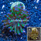 LiveAquaria® Cultured Hammer Coral (click for more detail)