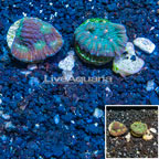 LiveAquaria® Two Pack Cultured Ultra Chalice Coral (click for more detail)